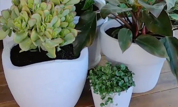 Maya's Pots