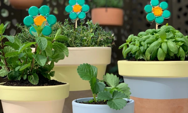 Melissa's Herb Garden