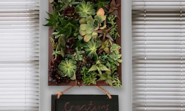 Aimee's Indoor Succulent Garden